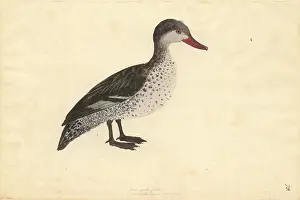 Teal: Anas erythrorhyncha, red-billed duck
