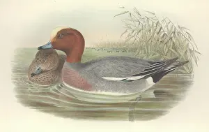 Anas: Anas penelope, Eurasian widgeon