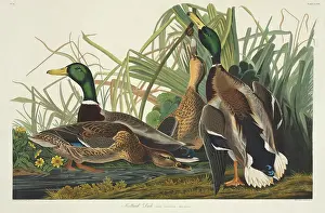 Mallard: Anas platyrhynchos, mallard