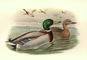 Anas: Anas platyrhynchos, mallard