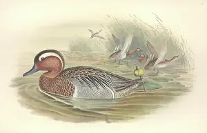 Brow: Anas querquedula, garganey