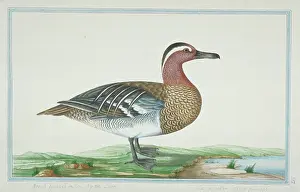 Gideon: Anas querquedula, garganey