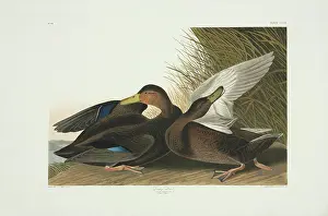 Preening: Anas rubripes, American black duck