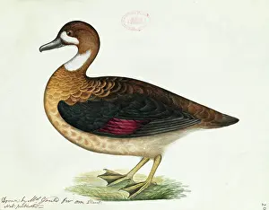 Fowl: Anas specularis, Bronze-winged duck