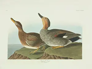 Anas: Anas strepera, gadwall