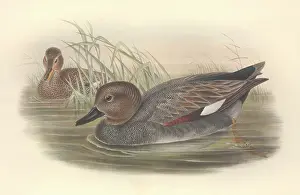 Anas: Anas strepera, gadwall