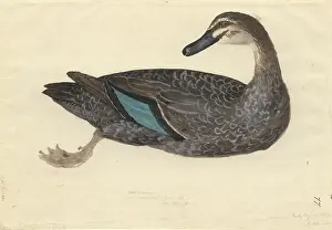 Anas: Anas superciliosa, Pacific black duck