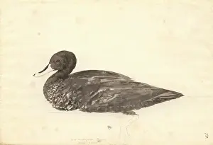 Anas: Anas undulata, yellow-billed duck