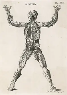 Nerves: Anatomical drawing of the human body
