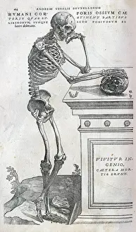 Humani: Anatomical drawing of a human skeleton