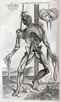 Musculature: Anatomical drawing of musculature