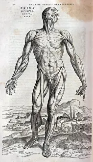 Musculature: Anatomical drawing of musculature