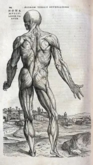 Musculature: Anatomical drawing of musculature