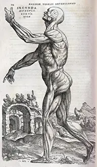 Musculature: Anatomical drawing of musculature, side view
