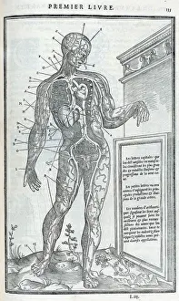 Dissections: Anatomical drawings; dissection
