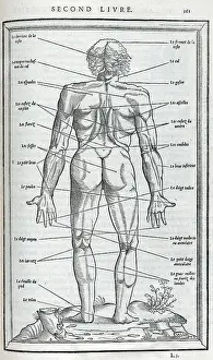 Dissections: Anatomical drawings; dissection
