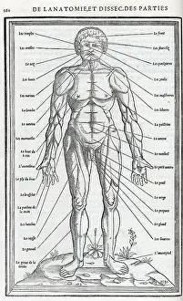 Dissections: Anatomical drawings; dissection