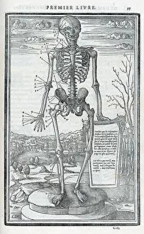 Dissections: Anatomical drawings; dissection