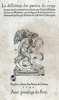 Dissections: Anatomical drawings; dissection