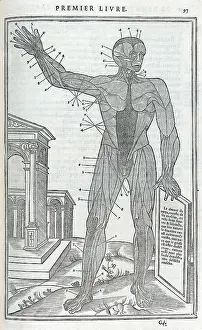 Dissections: Anatomical drawings; dissection