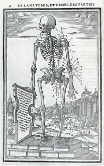 Dissections: Anatomical drawings; dissection