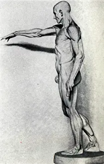 Contours: Anatomical Figure