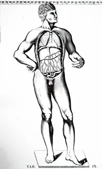 Unpublished: Anatomical plate from Bartolommeo Eustachi Tabulae