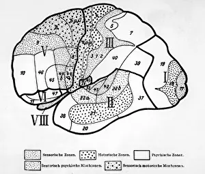 Longitudinal: An Anatomical Representation of the Human Brain