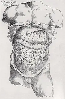 Stefan: The Anatomical Revelations of Vesaluis