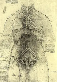 Transparency: Anatomical Structure