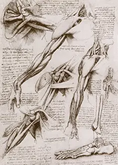 Tendons: Anatomical Studies: Shoulder, Arm, and Foot, by da Vinci