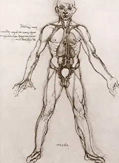 Vital: Anatomical Study: The Heart, Vital Organs, and Main Arteries