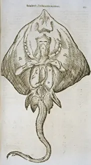 Batoidea: Anatomical study of a ray