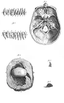 Gland: ANATOMY IN THE 18TH C
