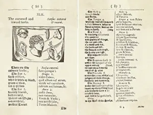 Senses: ANATOMY/5 SENSES