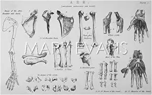Radius: ANATOMY/ARM BONES