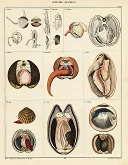 Pandora: Anatomy of bivalve molluscs