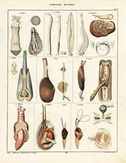 Conchology: Anatomy of bivalve molluscs