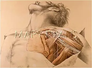 Plexus: ANATOMY OF CHEST