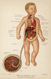 Umbilical: ANATOMY/CHILD & CORD