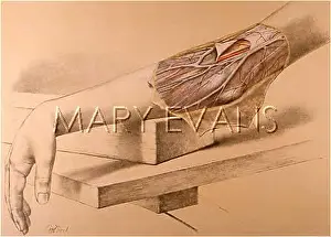 Superficial: ANATOMY/ELBOW/1867
