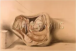 Pelvis: ANATOMY/FEMALE PELVIS