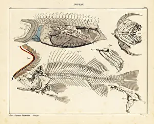 Gills: Anatomy of a fish, showing skeleton, internal