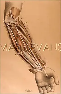 Mortem: ANATOMY/FOREARM