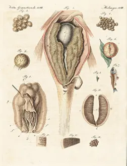 Engraved Plates: Anatomy of the generation of the carp and mussel