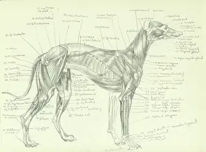 Greyhounds: Anatomy of a greyhound