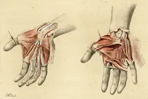 Superficial: Anatomy - Hands - 1867