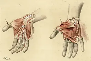 Superficial: Anatomy - Hands - 1867