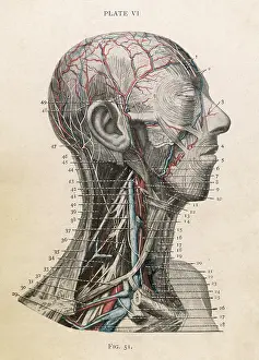 Anatomy: ANATOMY OF HEAD & THROAT