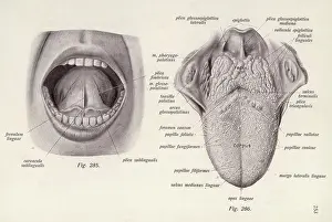 Sensation: ANATOMY/HEAD/TONGUE
